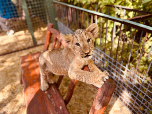 Парк львов «Тайган»: Моё незабываемое путешествие в крымское сафари